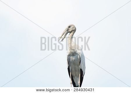 Asian Open Bill, Anastomus Oscitans Bird Background