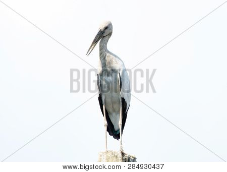 Asian Open Bill, Anastomus Oscitans Bird Background