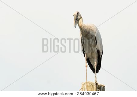 Asian Open Bill, Anastomus Oscitans Bird Background