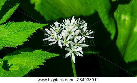 Blooming Wild Garlic Or Allium Ursinum, Flowers In Weed Close-up, Selective Focus, Shallow Dof