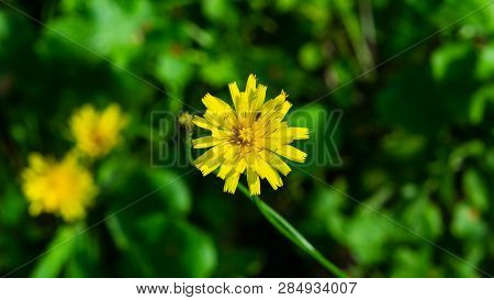 Flower Of Crepis Tectorum Or Narrowleaf Hawksbeard Close-up With Bokeh Background, Selective Focus, 