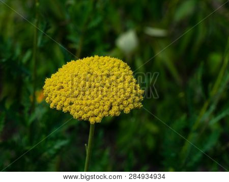 Flower Of Fernleaf Yarrow Or Achillea Filipendulina Macro, Selective Focus, Shallow Dof
