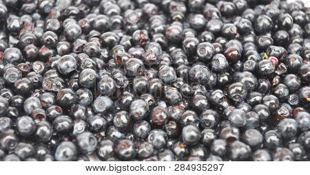 Bilberry Seeds, Vaccinium Myrtillus, Medicinal Herb Seeds, Whortleberry, Perennial, Blaeberry, Used 