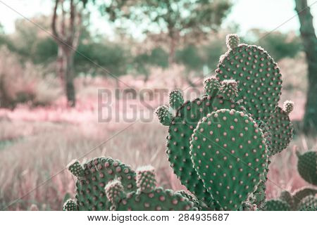 Opuntia Microdasys Cactus In Prairies Landscape Background With Field Grass Trees. Beautiful Tranqui