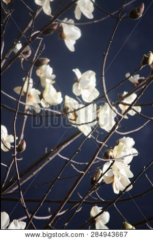Magnolia Flower Spotted In Bhutan, On The Way Toward Gasa From Punakha. Beautiful Tree Flower.