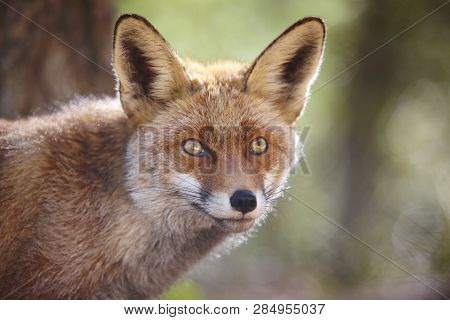 Fox Head With Geen Background. Wildlife In The Forest. Animal
