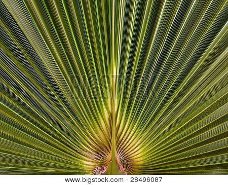 Fan palmiye