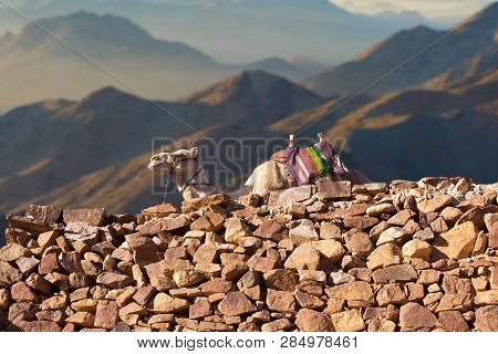 Silhouette Dromedar Camel On The Background Of The Mountain Of St. Moses, Egypt, Sinai