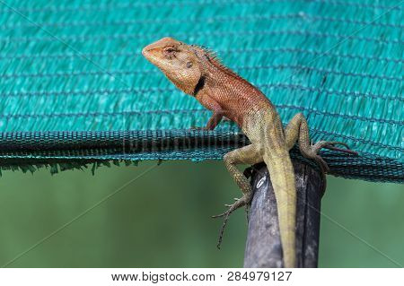 Oriental Garden Lizard Or Calotes Versicolor In Tropical Forest Asia On Green Background, Red-headed