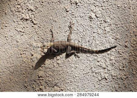 Rock Agama (agama Agama) On A Wall