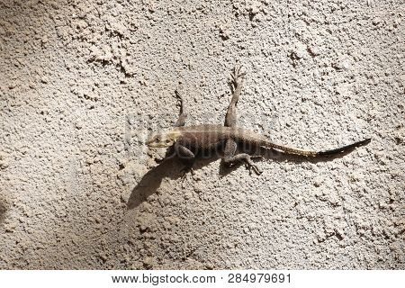 Rock Agama (agama Agama) On A Wall
