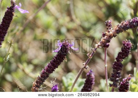 Flowers Of A Coleus Canina Plant (plectranthus Caninus)