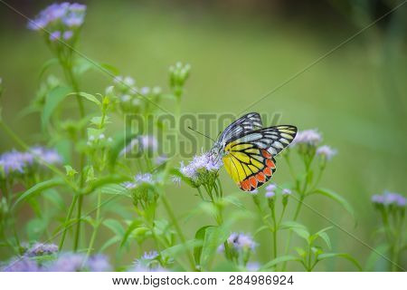 Beautiful Indian Jezebel Butterfly Sitting On The Flower Plant In Its Natural Habitat