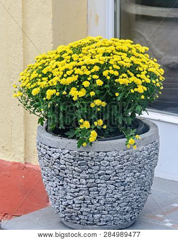 Yellow Chrysanthemums Bush Flowers In Outdoor Rock Pot, Mums Or Chrysanths, Close Up.