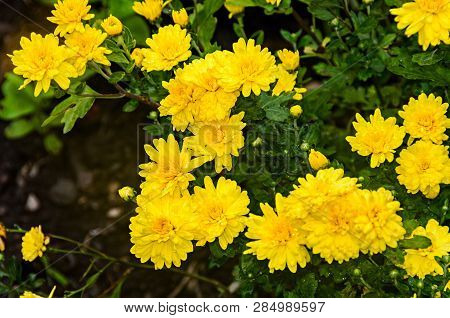 Yellow Chrysanthemums Bush Flowers, Mums Or Chrysanths, Close Up
