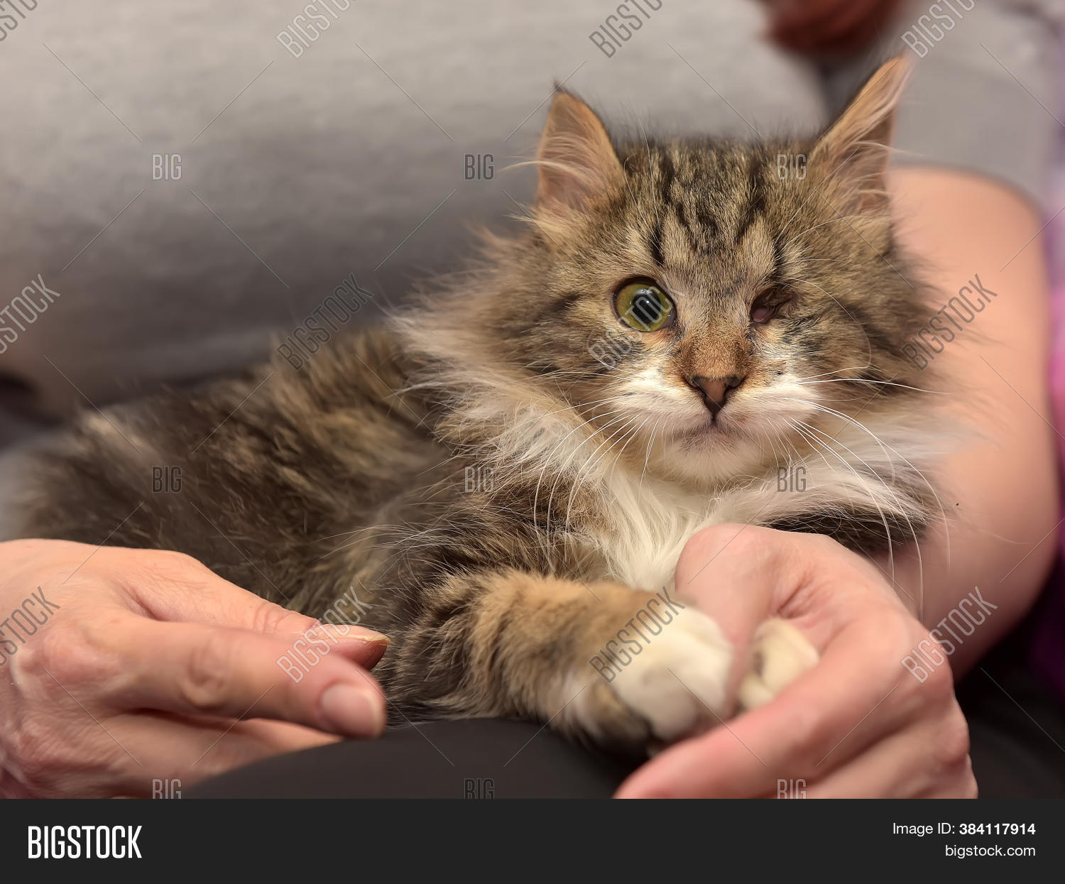 Oneeyed, Fluffy Cat Image & Photo (Free Trial) Bigstock