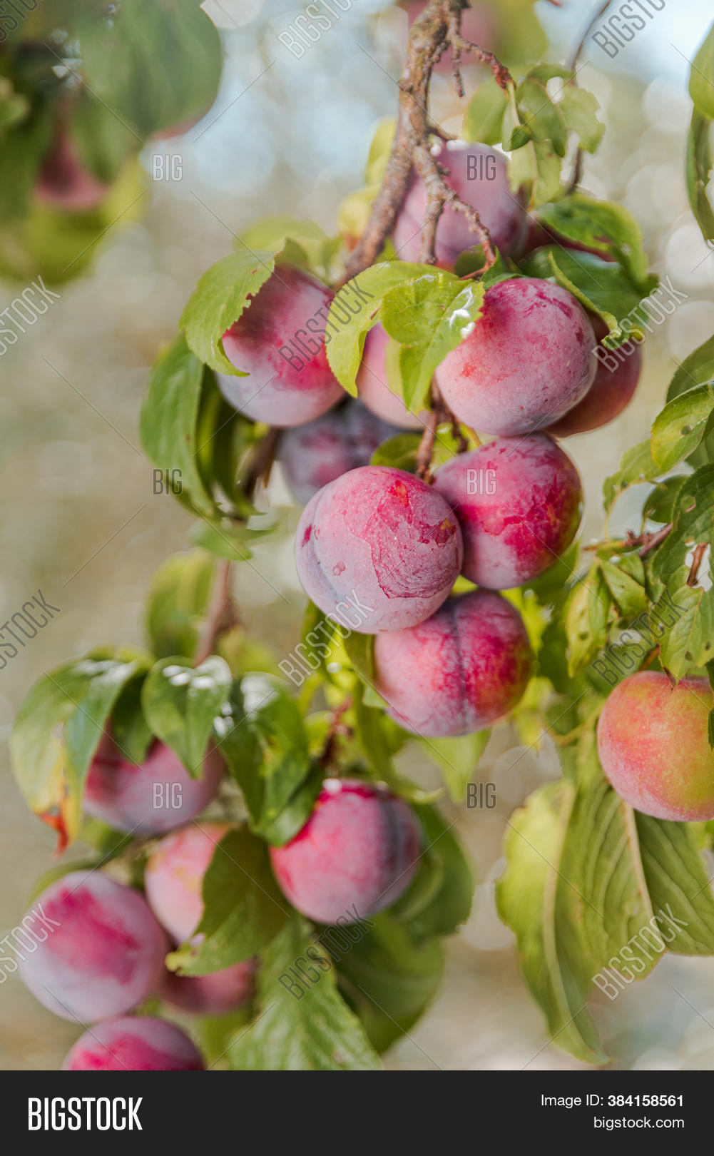 Garden Plum Tree. Image & Photo (Free Trial) Bigstock