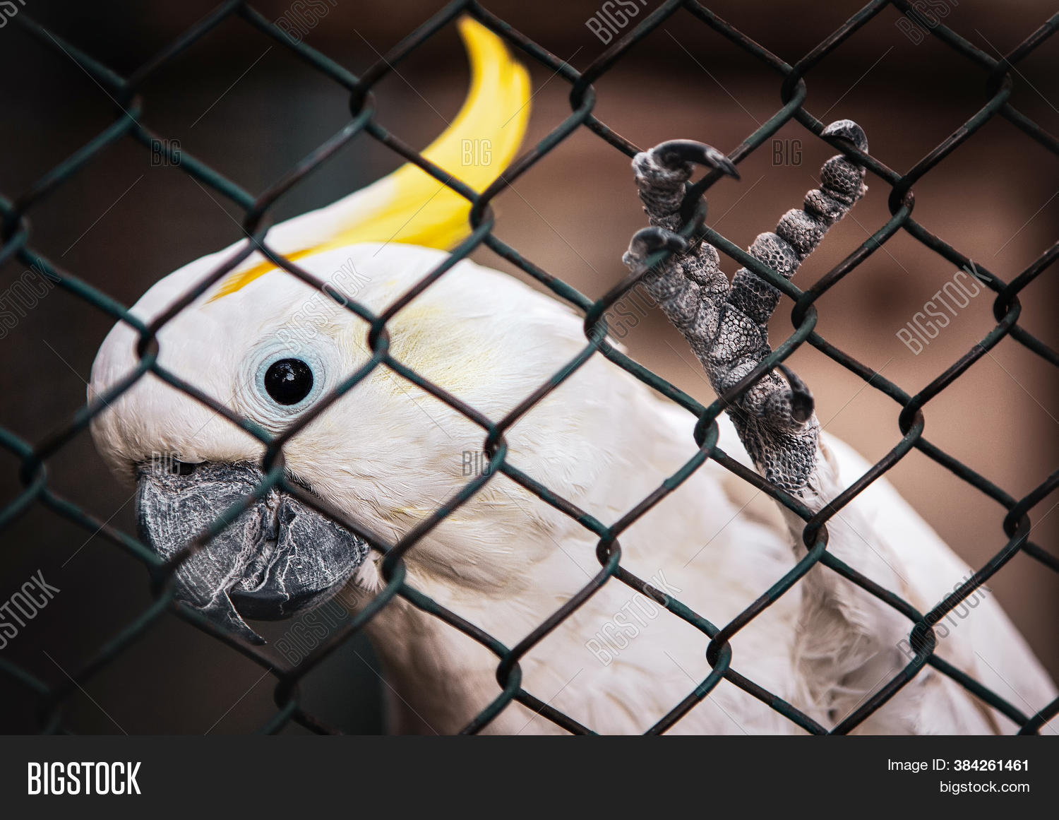Cockatoos Cage . Close Image & Photo (Free Trial) Bigstock
