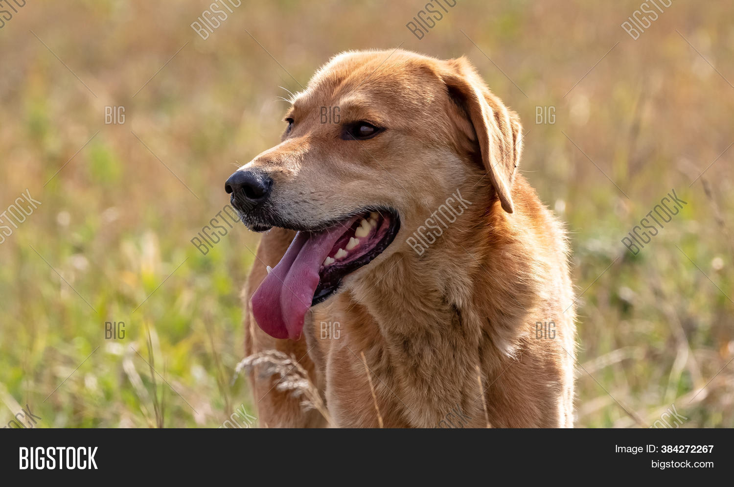 Close Shot Brown Hound Image & Photo (Free Trial) Bigstock