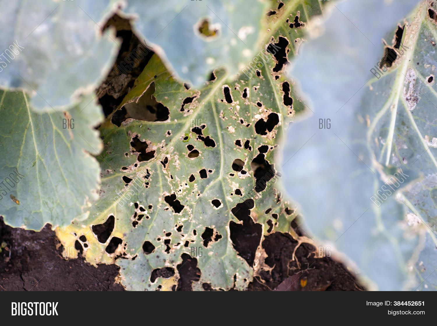 Cabbage Diseases. Image & Photo (Free Trial) Bigstock