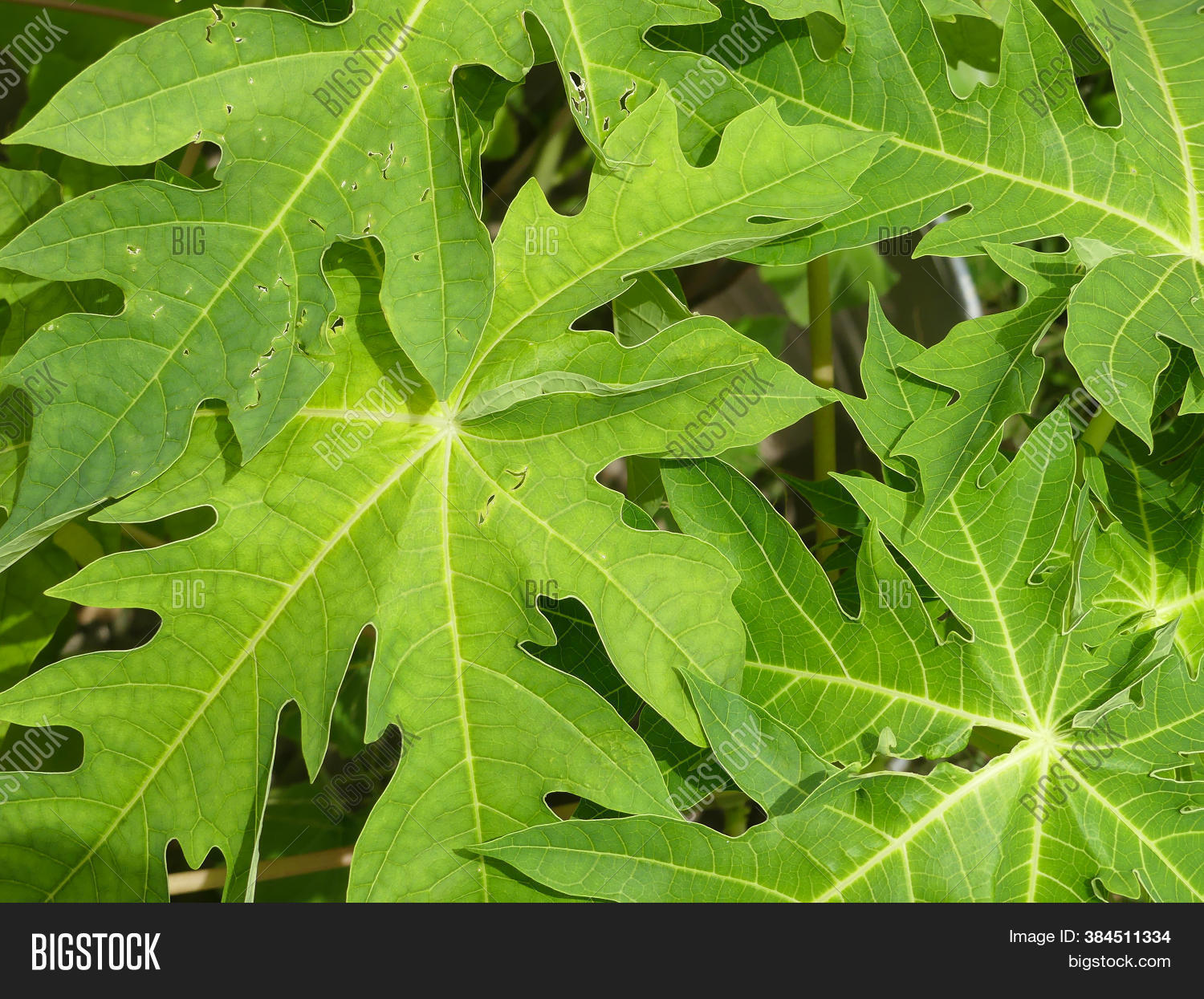 Beautiful Papaya Image & Photo (Free Trial) Bigstock