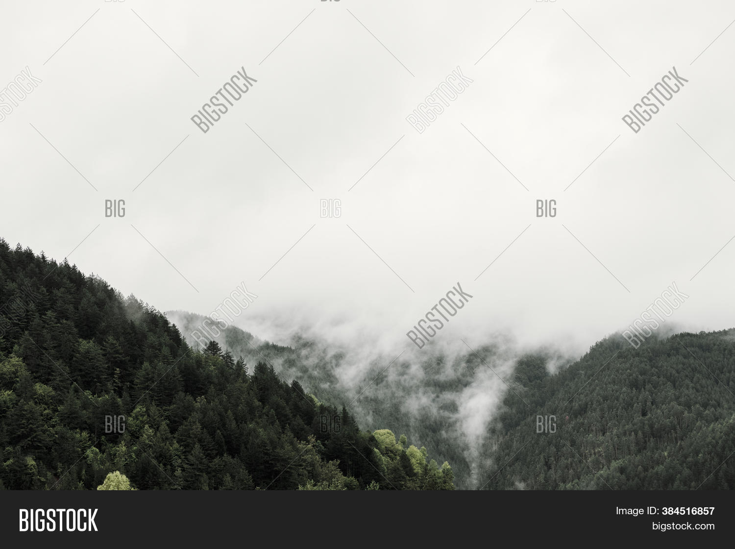 Foggy Pine Tree Forest Image & Photo (Free Trial) | Bigstock