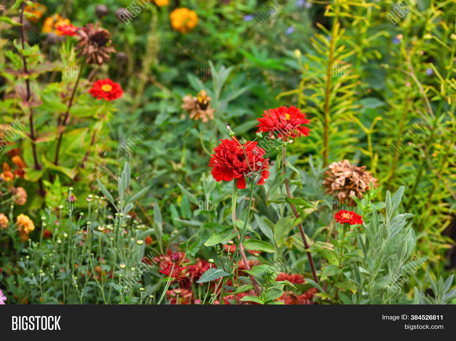 Flowerbed Overgrown Image & Photo (Free Trial) Bigstock