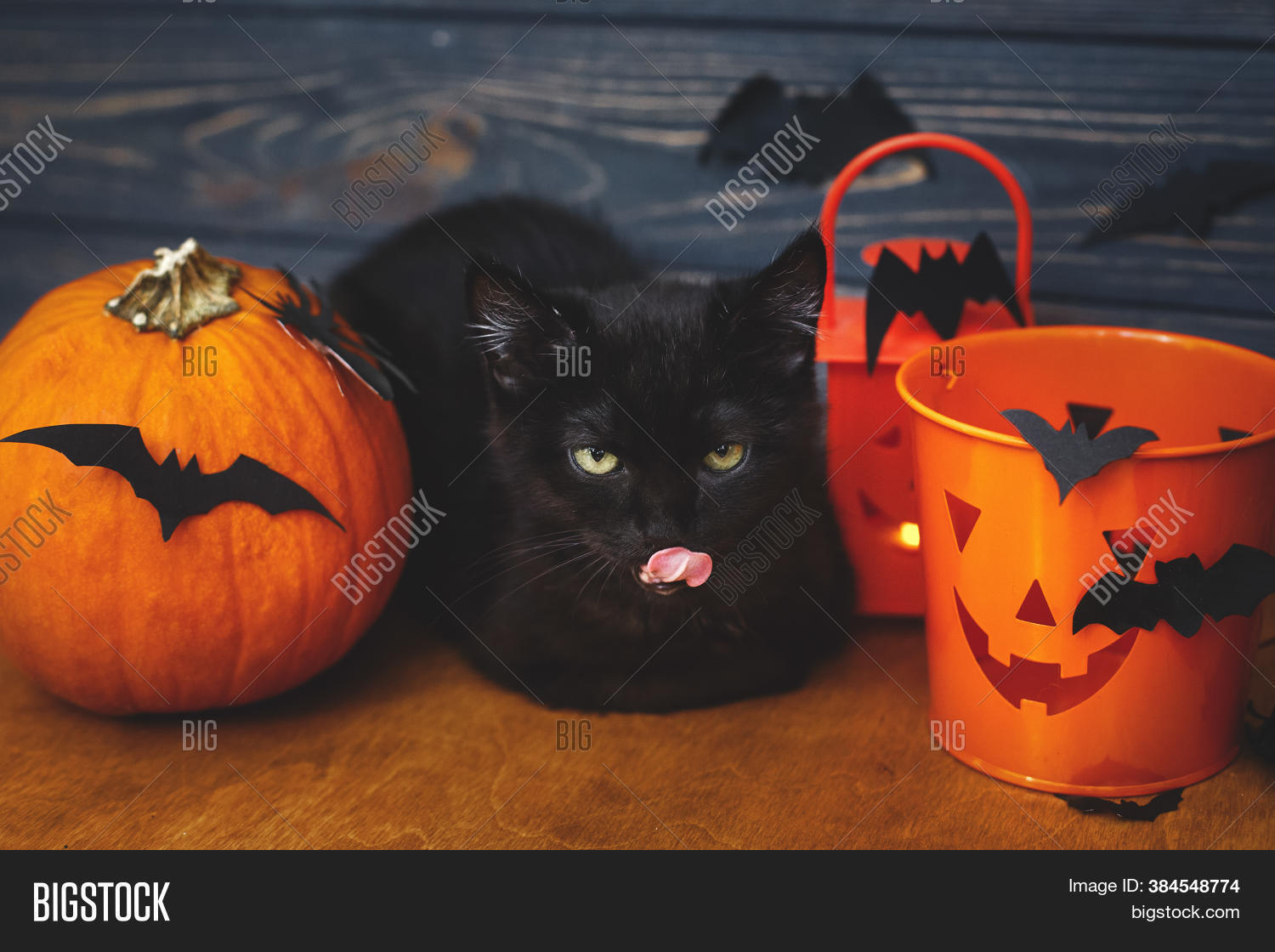Trick Treat! Black Cat Image & Photo (Free Trial) Bigstock