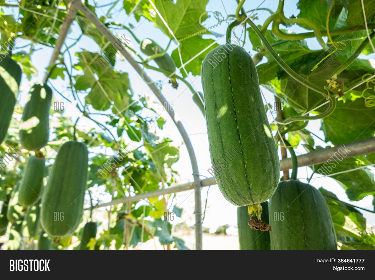 Loofah Farm Daytime Image & Photo (Free Trial) Bigstock