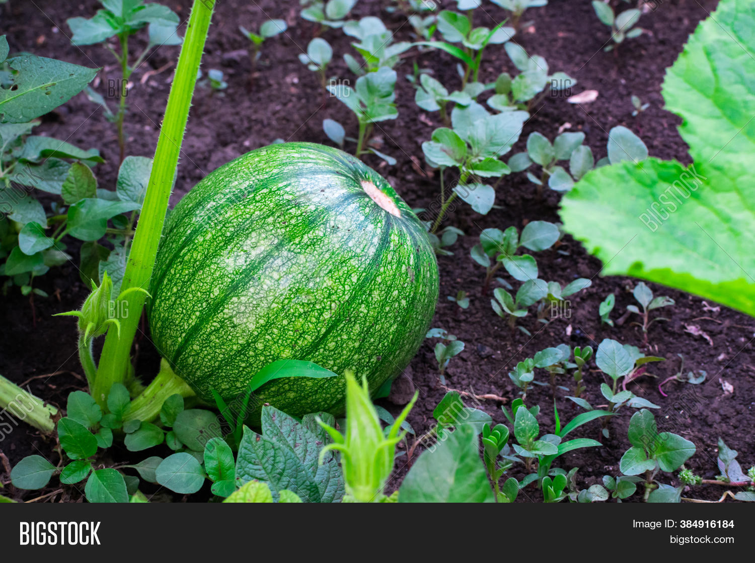 Green Pumpkin Grows On Image & Photo (Free Trial) | Bigstock