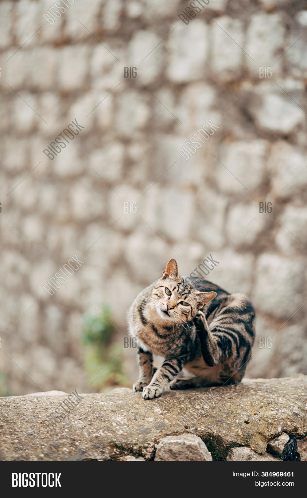 Gray Cat Black Stripes Image & Photo (Free Trial) Bigstock
