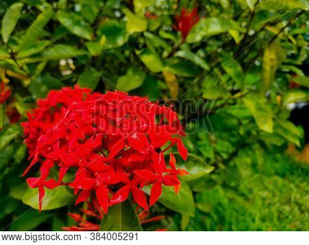 Closeup Of Red Spike Flower. King Ixora Blooming Ixora Chinensis. Rubiaceae. Ixora Cluster Flower. I