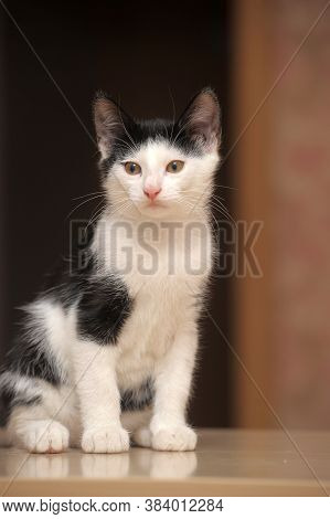 Black With White Kitten 3 Months