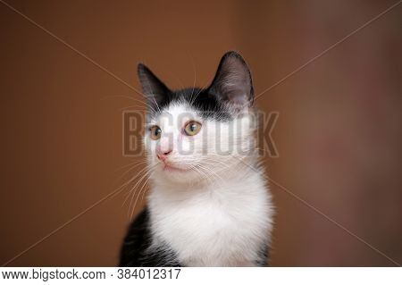 Black With White Kitten 3 Months