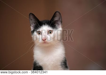Black With White Kitten 3 Months Close Up