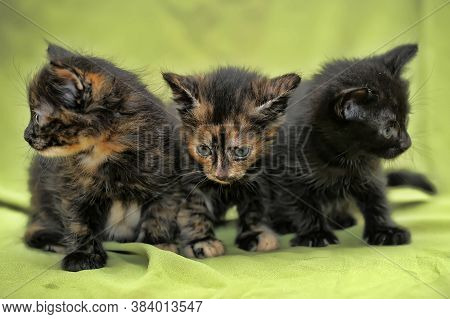 Three Kittens On Green Background Close Up