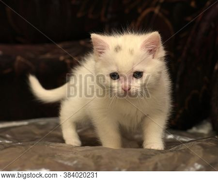 Little Cute White Kitten On A Dark Background