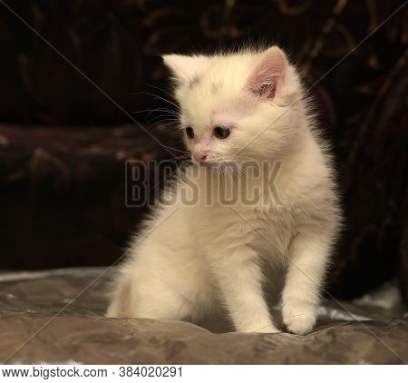 Little Cute White Kitten On A Dark Background