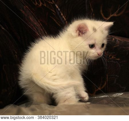 Little Cute White Kitten On A Dark Background