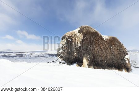 Close Up Of A Male Musk Ox Standing In Snow, Winter In Norway.