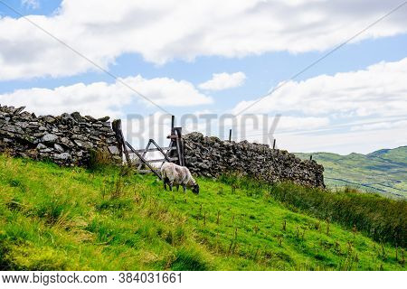 Sheep On The Hillside Of Kirkstone Pass Lake District Uk