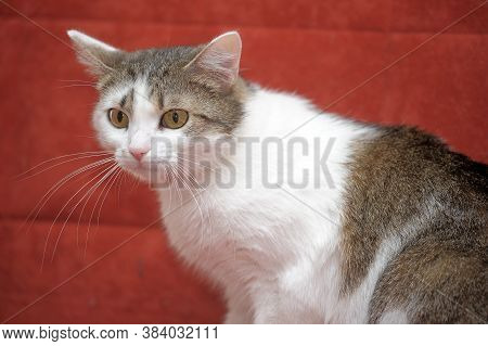 White With Brown European Shorthair Cat On A Red Background