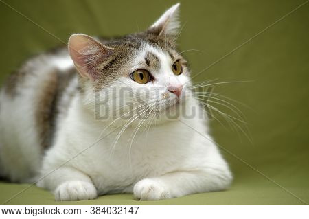 White With Brown European Shorthair Cat On A Green Background