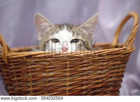 White With A Gray Kitten In A Wicker Basket