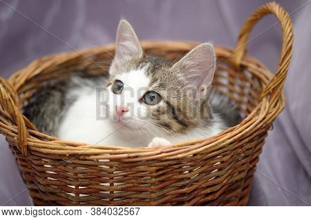 White With A Gray Kitten In A Wicker Basket