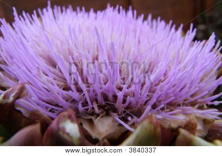 Artischocke Blumen