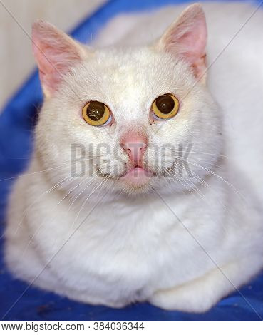 White Cat With Yellow Eyes
