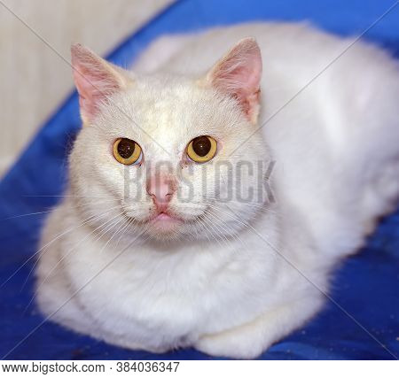 White Cat With Yellow Eyes