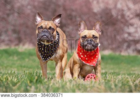 Two Fawn French Bulldog Dogs Wearing Matching Black And Red Neckerchief With Hearts