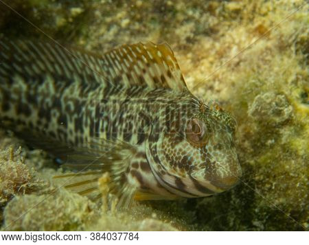 Fish Of The Blenniidae Family ( Parablennius Pilicornis)